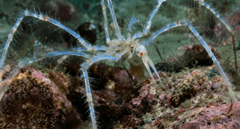 Canadá descubre en el mar de Salish una singular araña marina de ojos rojos y patas peludas